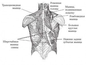 Мышцы спины схема с названиями