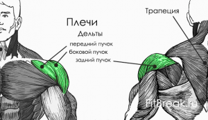 Дельтовидная мышца плеча где находится у человека фото